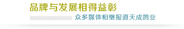 天成鸽业媒体采访报道