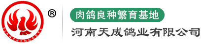 天成鸽业肉鸽养殖