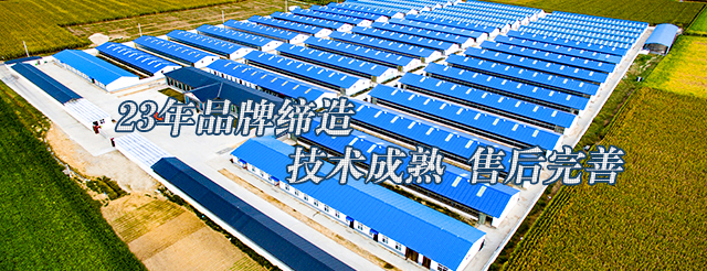 肉鸽养殖前景