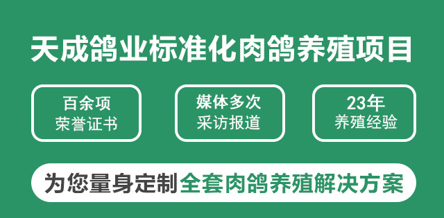天成鸽业标准化肉鸽养殖项目